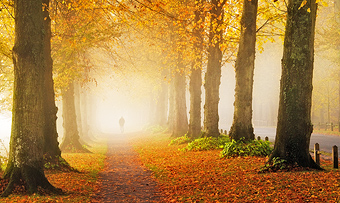 Autumn Dawn on the Lime tree avenue